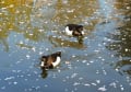 武蔵関公園で見られる野鳥たち２０１２年１２月より（転載不可）