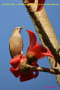 [17]Chestnut-tailed Starling04Feb2014-02a-s.jpg