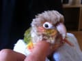 ウロコインコのぼっこちゃん