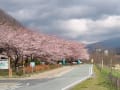 馬見ヶ埼川さくらラインと悠創の丘の桜