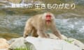 動物たちの・・・生きものがたり