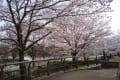 馬見丘陵公園の桜