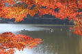 伊自良湖の紅葉狩り