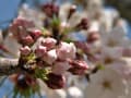 鎌倉 光明寺 桜2012