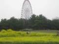 [18]187　葛西臨海公園　菜の花畑.JPG