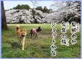 2017年春、桜と愛犬の鈴と風愛