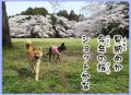 2017年春、桜と愛犬の鈴と風愛