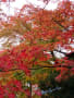 箱根美術館の紅葉（２）