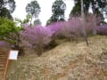 豊川で三つ葉ツツジ　芝桜　豊川稲荷へ