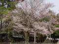 [4]神社の桜１