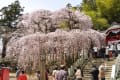 滝桜周辺気まぐれ観桜