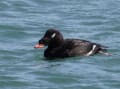 野鳥の世界(ビロードキンクロ)至近距離から