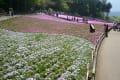 羊山公園　芝桜