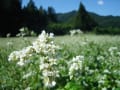 蕎麦の花と彼岸花が咲く頃