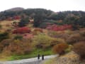 今年も雲仙紅葉を見に