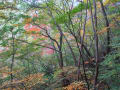 大滝山946mの紅葉　2013年11月9日