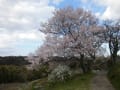 比叡山枝尾根農道の桜