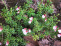 花の山・八ヶ岳（赤岳）