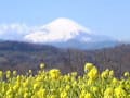 吾妻山からの富士山