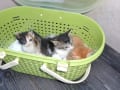 仔猫3兄妹