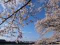 渡し船で桜を楽しむ　”みちのく三大桜名所”岩手・北上展勝地