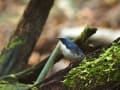 コルリ・キビタキなど～夏の野鳥2015