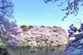 [27]東京、千鳥ヶ淵の桜