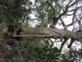 厳島神社のクロガネモチ（防府市向島）