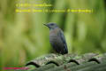 [2]Blue Rock-Thrush18Dec2013-08a-s.jpg