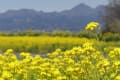 春の里山２０２０　～高崎「鼻高展望花の丘」の菜の花畑～