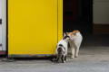 Okinawan Cats ～2013年1月～