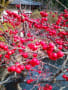 １月からの茶花です