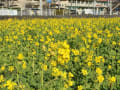 [19]南伊豆町 日野 菜の花畑