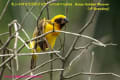 [2]Asian Golden Weaver29Aug2010-07a-s.jpg