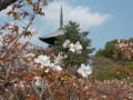 春の京都・奈良～世界遺産を求めて