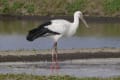 コウノトリが千葉に