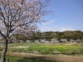 引地川親水公園の桜