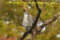 [97]White-bellied Sea Eagle24Apr2014-07a-s.jpg