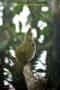 [28]Striated Bulbul15Nov2013-04a-s.jpg