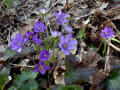 桜尾根から角田山周回