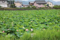 雨の合間に