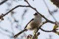 中央公園の野鳥_150324