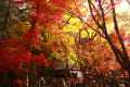 さいたま　平林寺の紅葉