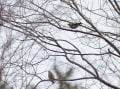 ３月の大阪城公園の野鳥