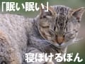 猫Part2