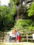 縄文杉