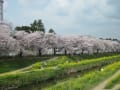 佐奈川沿いの桜並木と菜の花（豊川市諏訪）