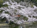 大覚寺・大沢の池の桜　2008