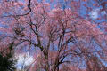 京都の桜風景