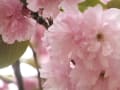 [10]八重桜/井の頭公園西園